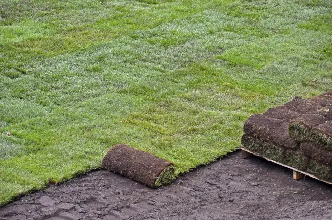 How long after installing sod can you walk on it in Bend, OR